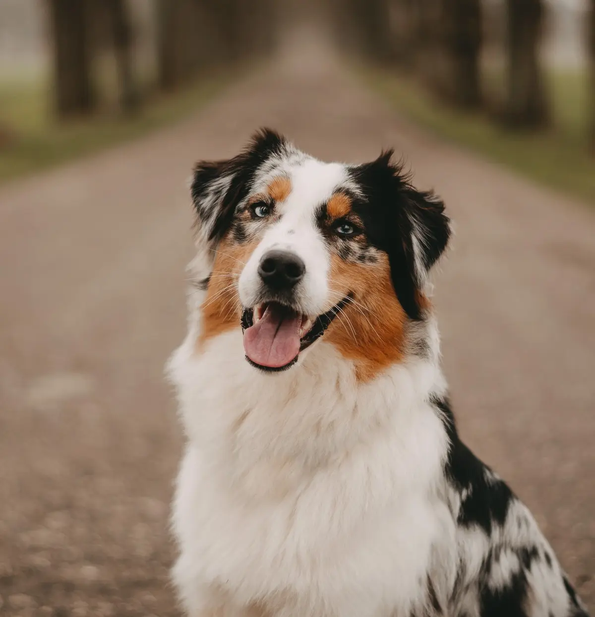 Tierfotografie — Tiere